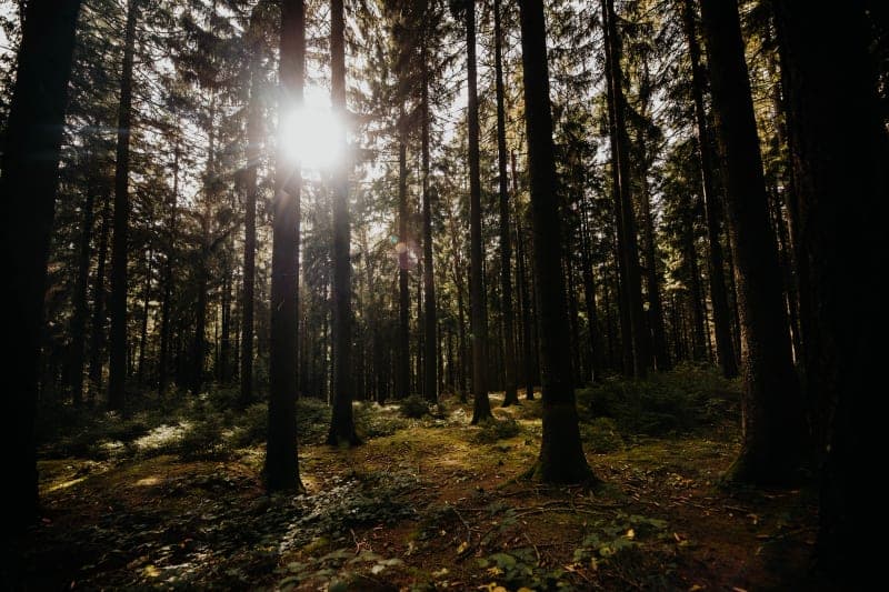 Sunbeams break through the leafy canopy of a coniferous forest in the Schwarzwald